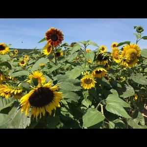 Meet your Posher, Honorata